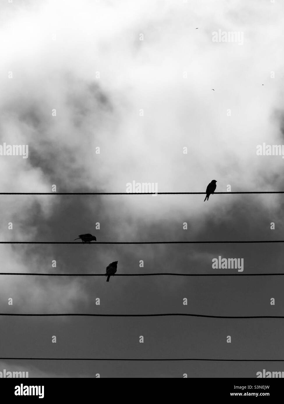 Birds sitting on the cables. Black and white minimalism - Smartphone Captured Stock Image