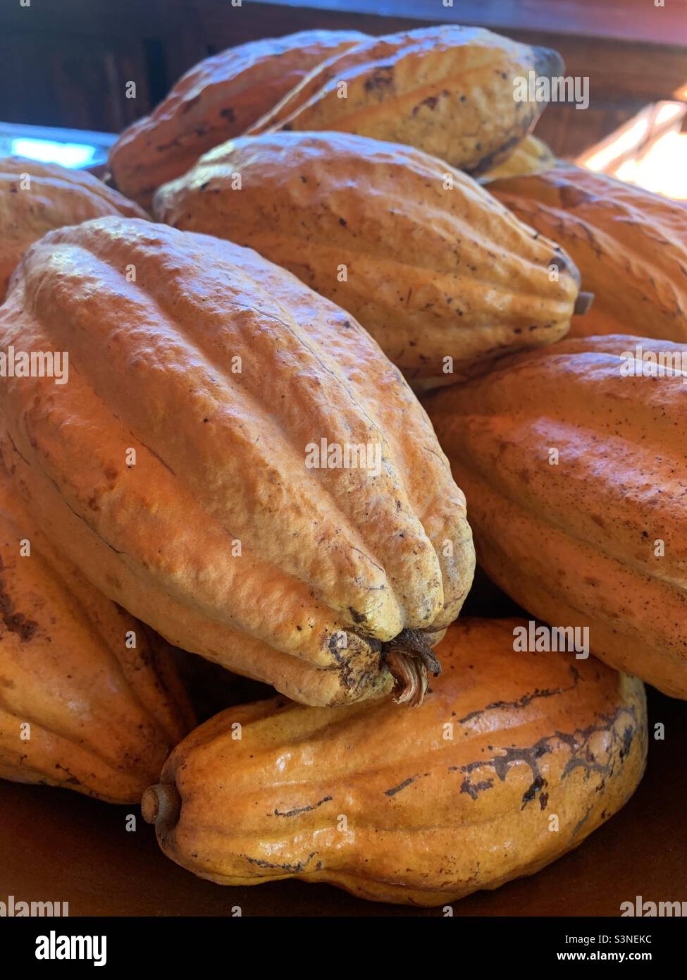 Large orange Cacao beans Stock Photo