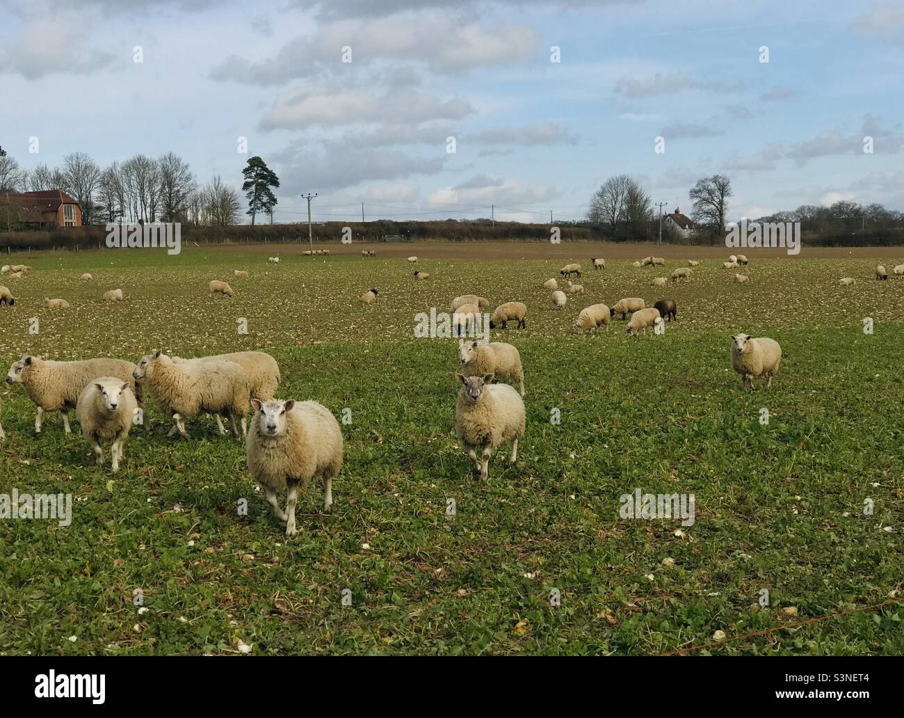 Texel Sheep near Bucklebury on Berkshire Stock Photo