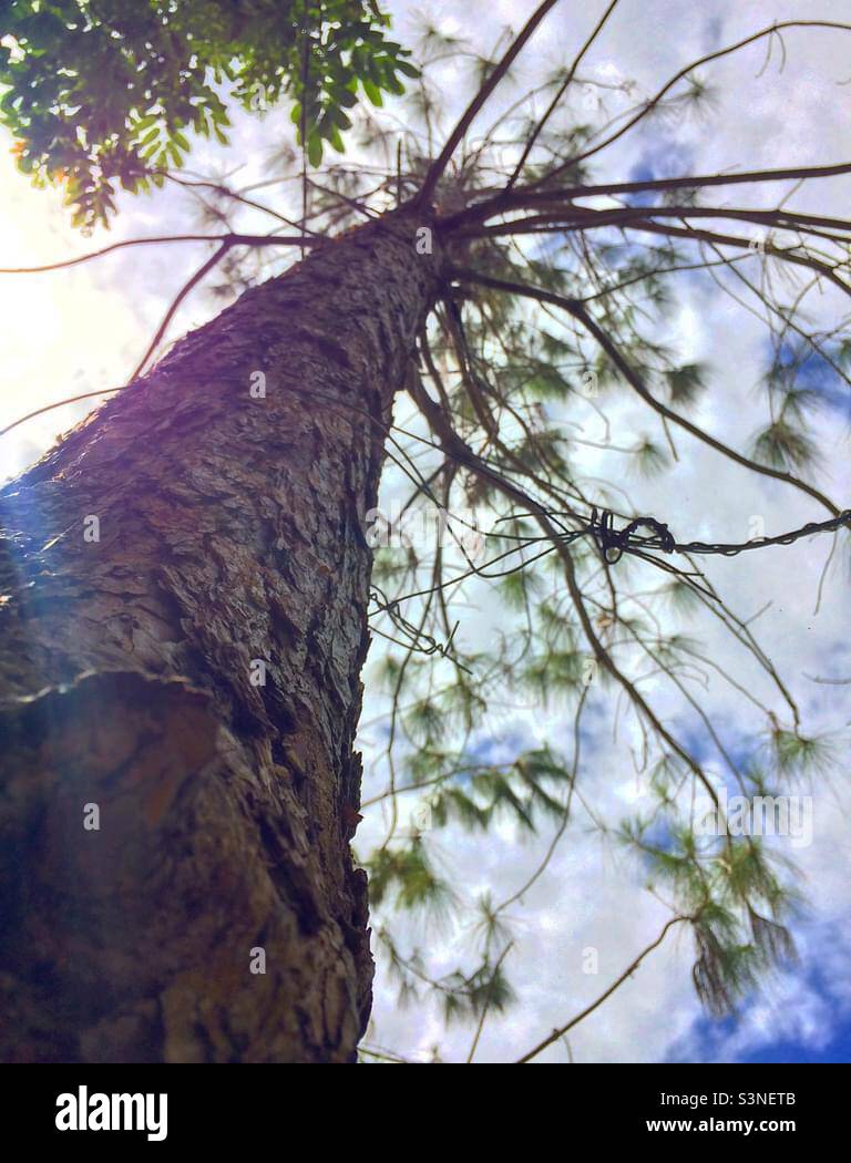Tree under Blue skies and clouds Stock Photo