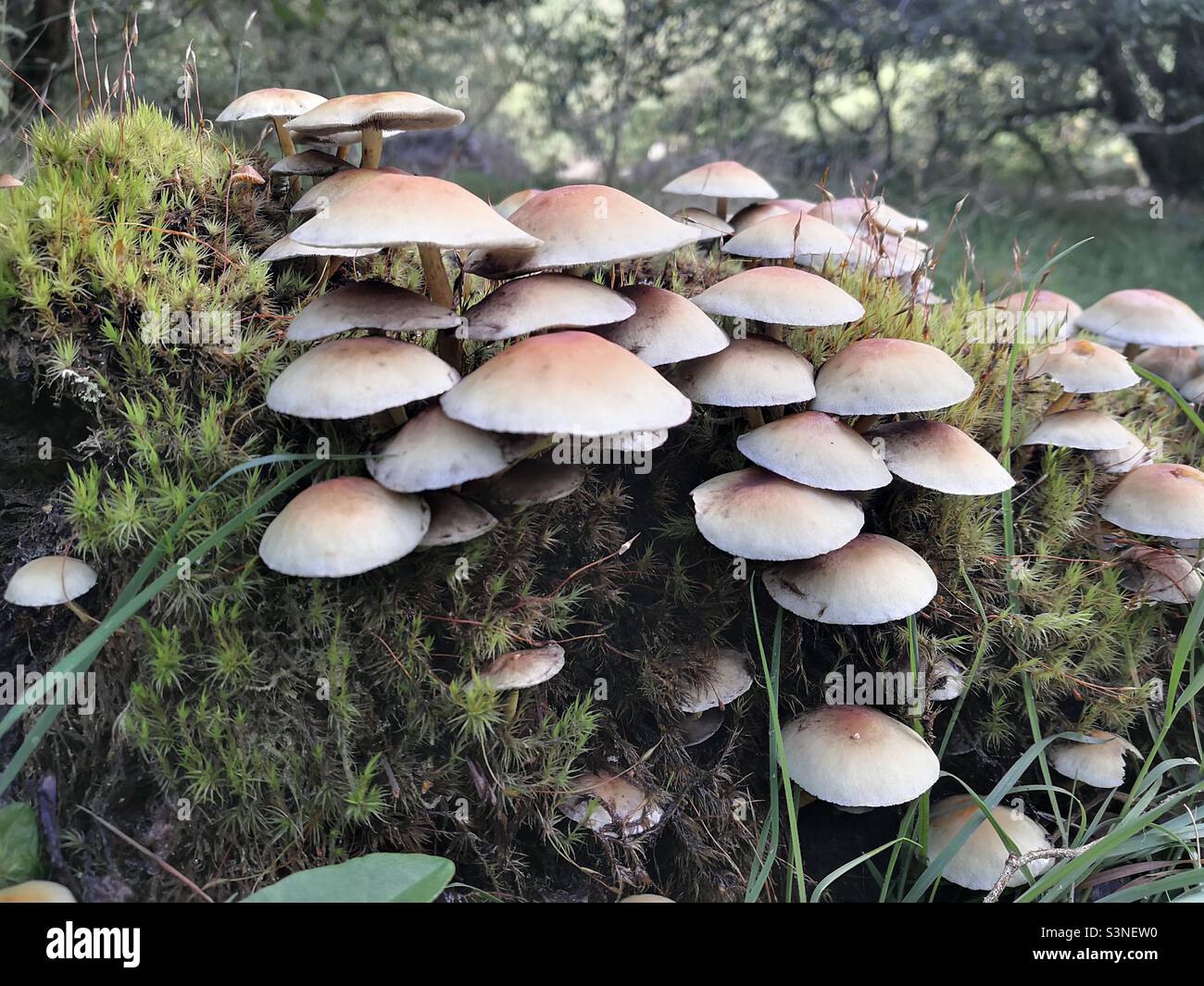 Mushroom forest on a dead log - Smartphone Captured Stock Image