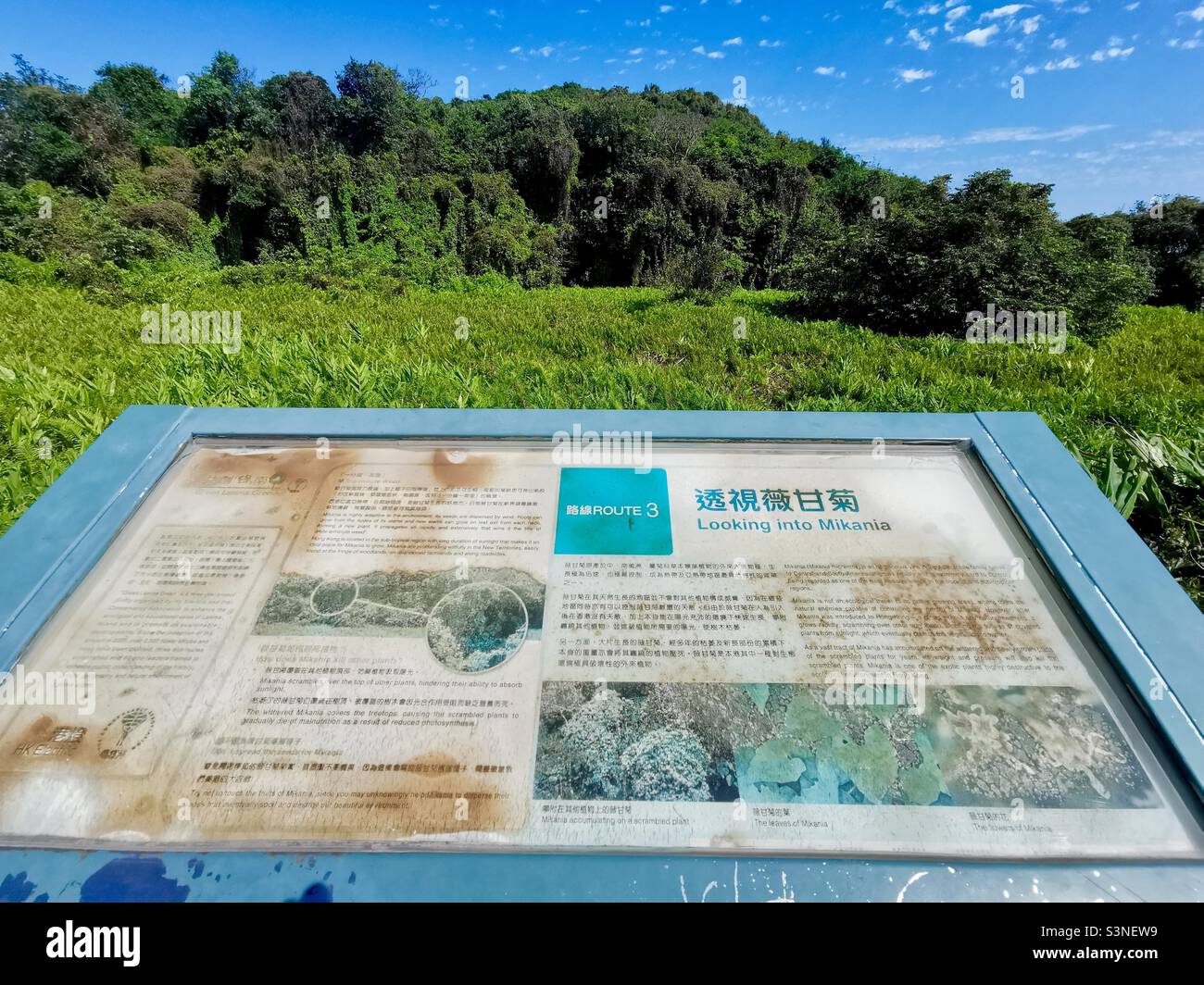 Mikania explanation board on Lamma island in Hong Kong. Stock Photo