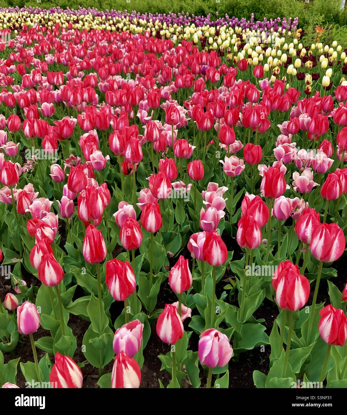Spring on full display at the Canadian Tulip Festival in Ottawa, Ontario, Canada. - Smartphone Captured Stock Image