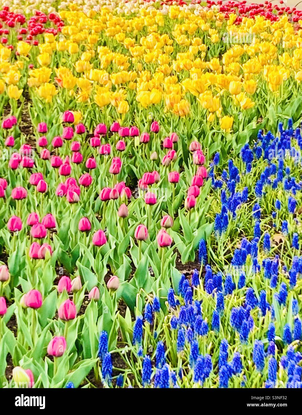 Bursting with colour at Canada’s Tulip Festival. - Smartphone Captured Stock Image