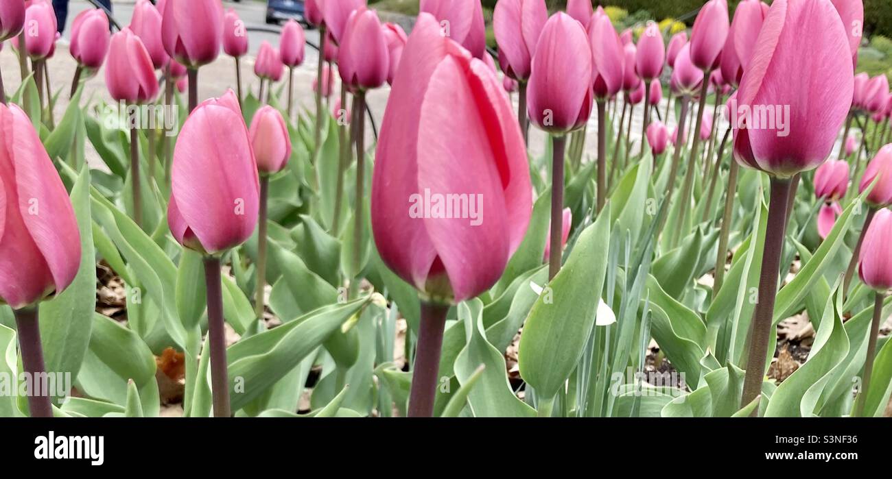 Up close and personal with some tulips at Canada’s Tulip Festival. - Smartphone Captured Stock Image
