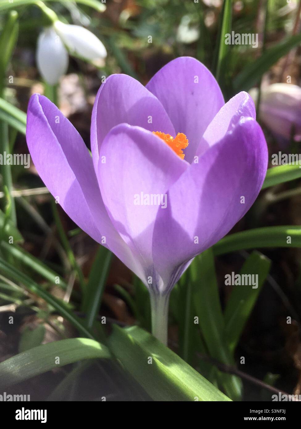 Crocus, spring, morning, garden, flower, sunlight, crocus, beauty, purple, orange - Smartphone Captured Stock Image