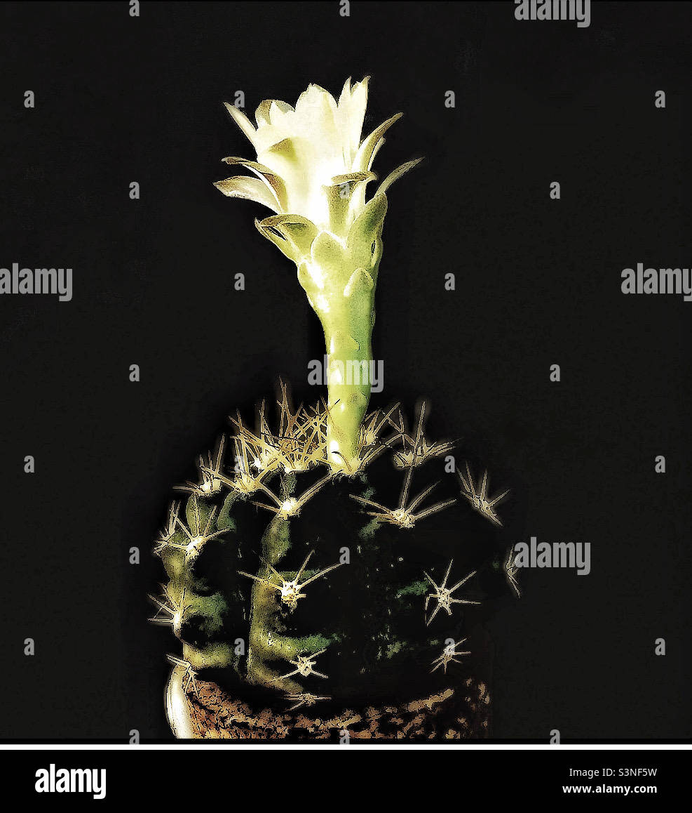 Cactus in flower. - Smartphone Captured Stock Image