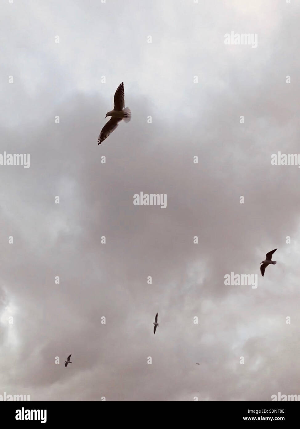 Retro looking seagulls against a grey sky - Smartphone Captured Stock Image