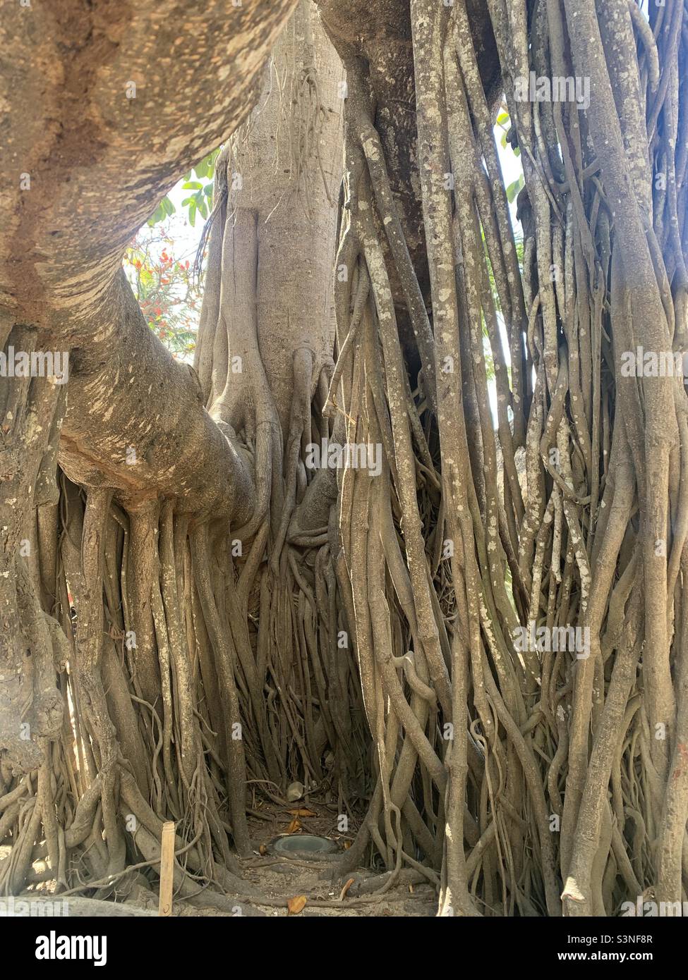 Tree with many roots in Mexico san pancho Stock Photo