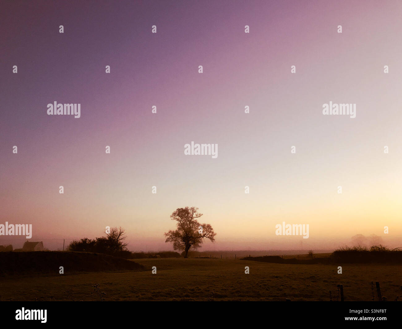 Single lone tree at sunset - Smartphone Captured Stock Image