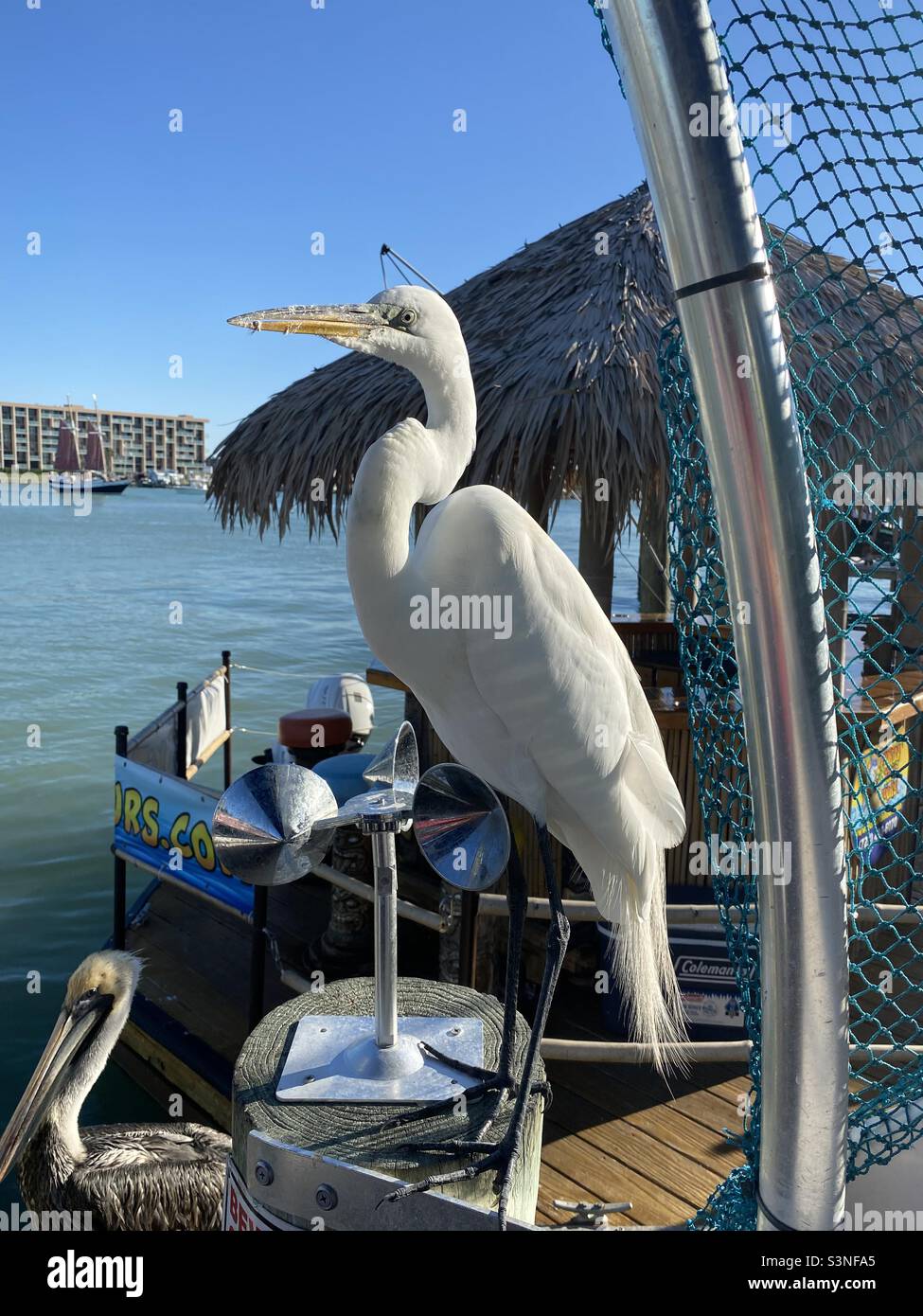 Egret waiting for fish scraps at the side of the fish cleaning station in Johns Pass in St Petes beach near Tampa Florida Stock Photo