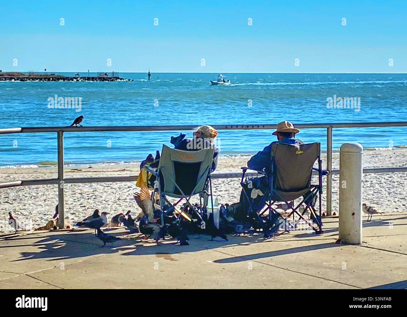 Couple feeding tons of pigeons on the beach in St Pete’s Florida Stock Photo