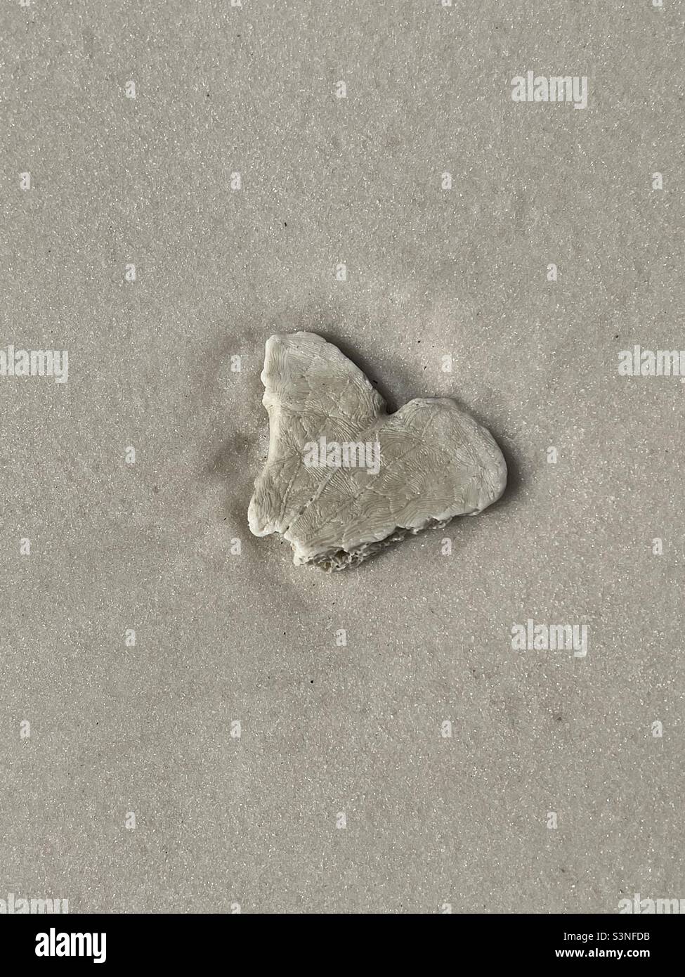 Heart shaped piece of a sand dollar on the beach - Smartphone Captured Stock Image