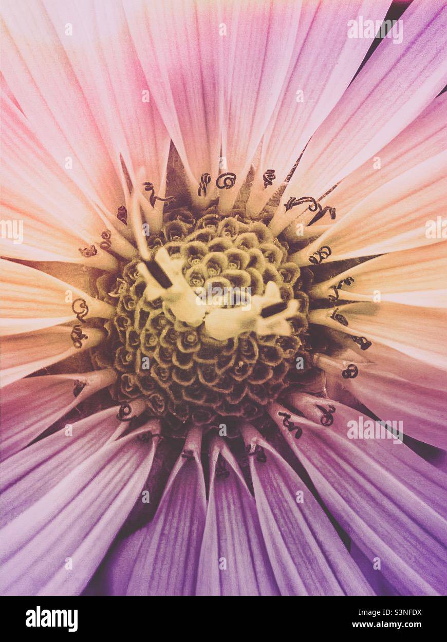 A close up of a flower heavily filtered in pink and purple colors. - Smartphone Captured Stock Image