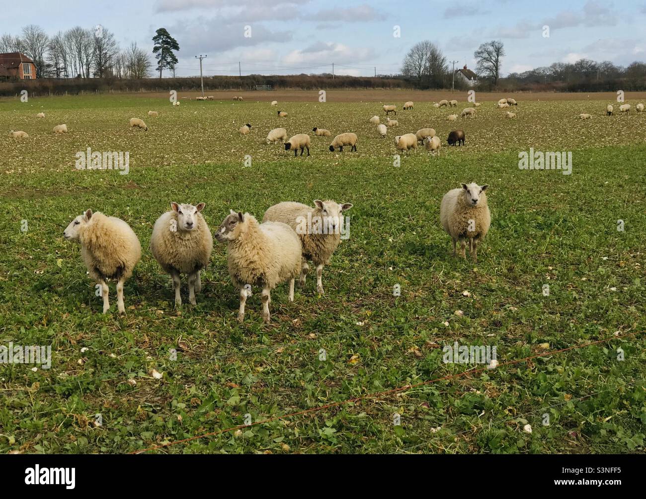 Texel sheep near Bucklebury in Berkshire Stock Photo