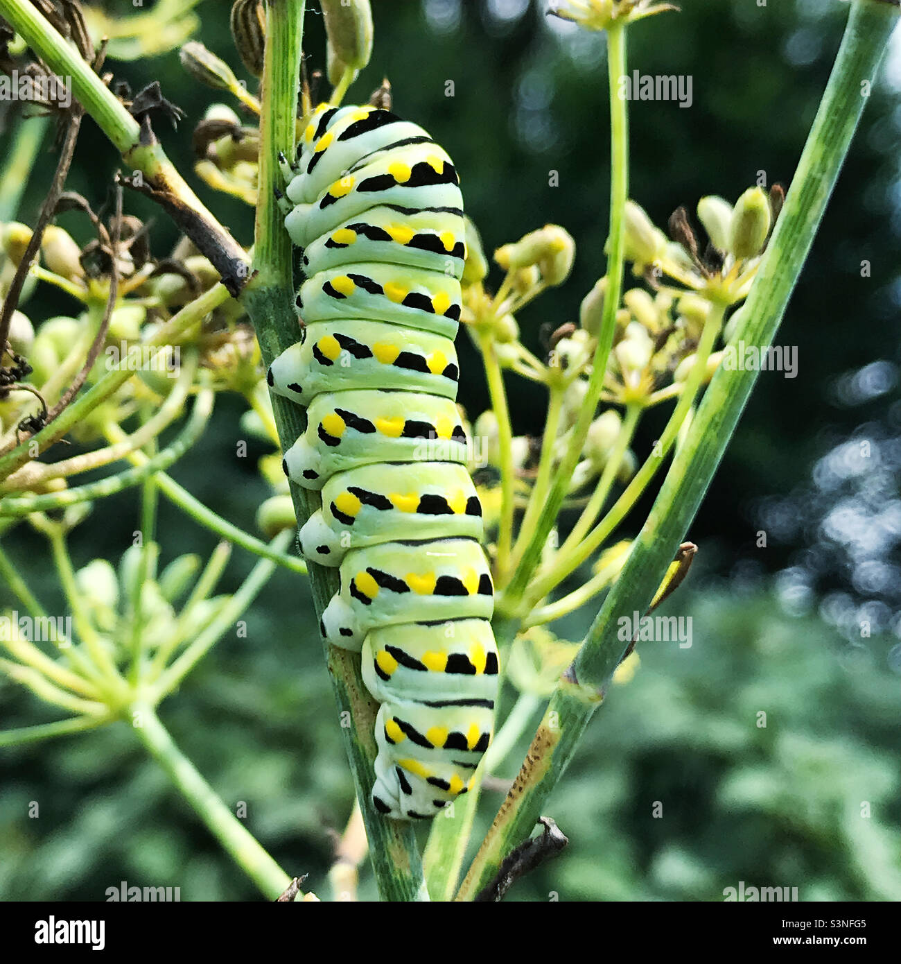 Caterpillar life cycle phase of the black swallowtail butterfly Stock
