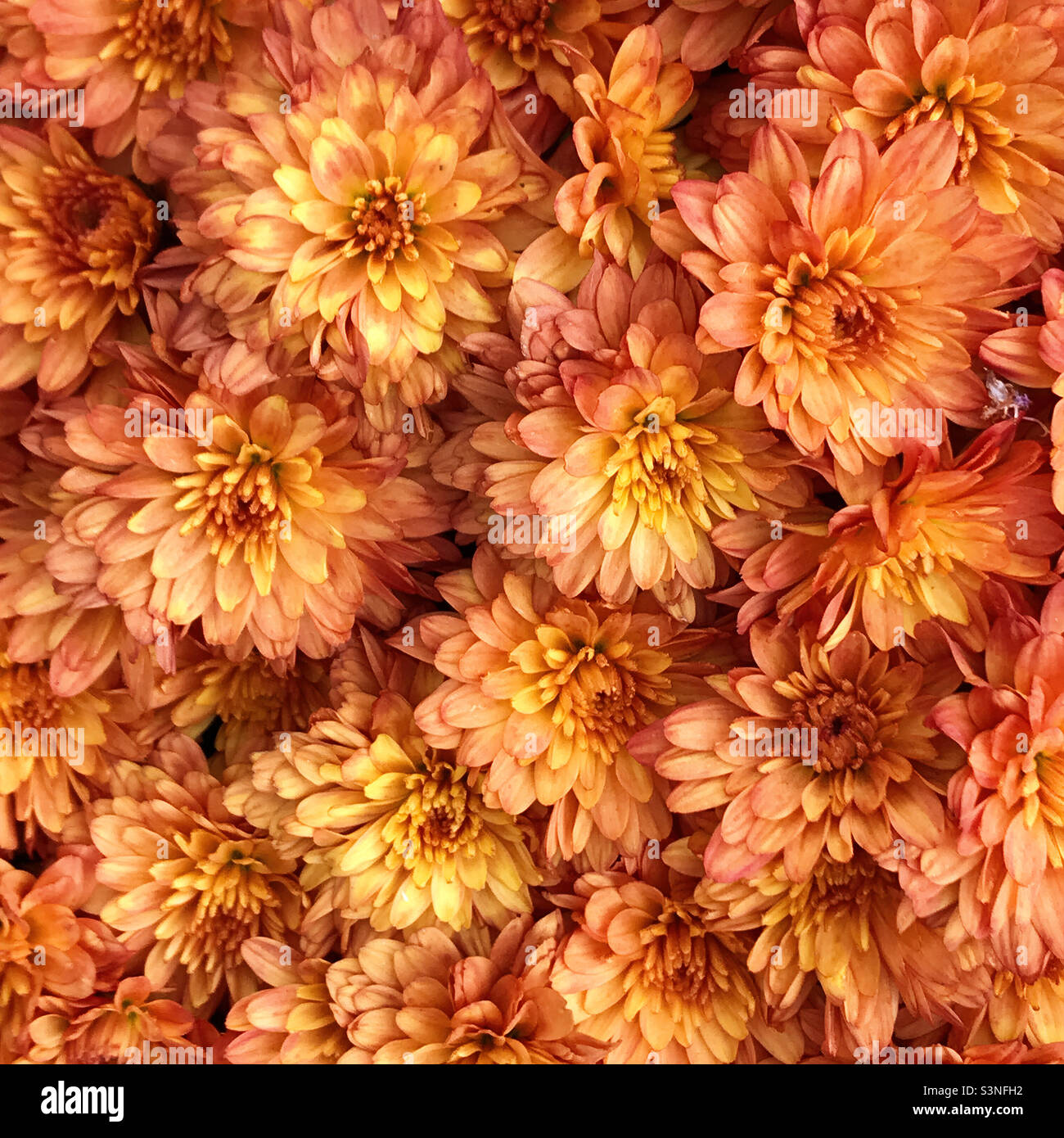Chrysanthemum september hi-res stock photography and images - Alamy