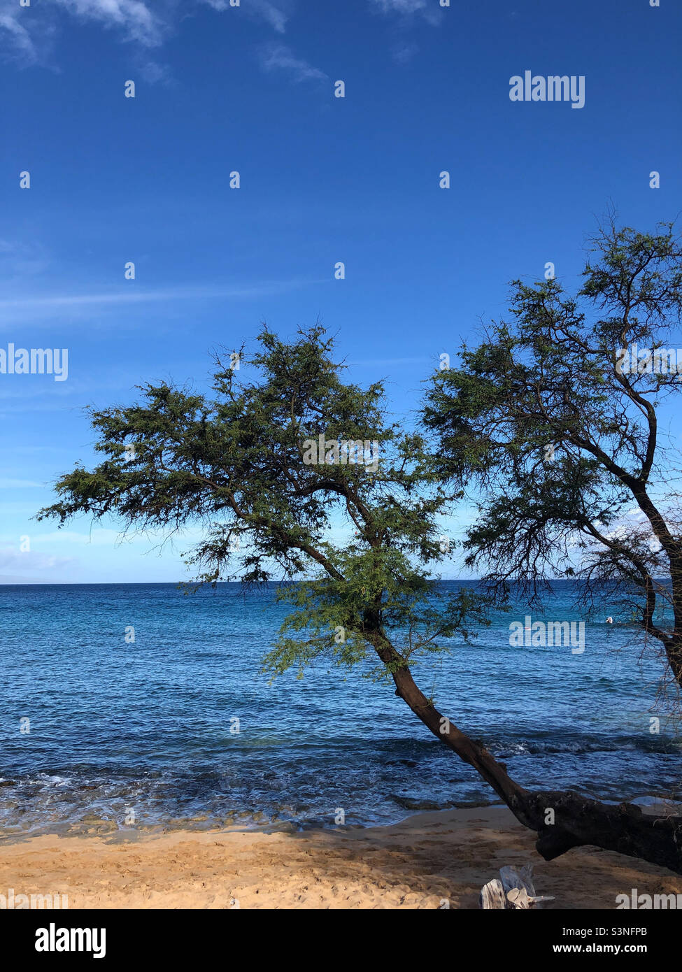 Windblown trees frame a seascape Hawaiian island Maui Stock Photo