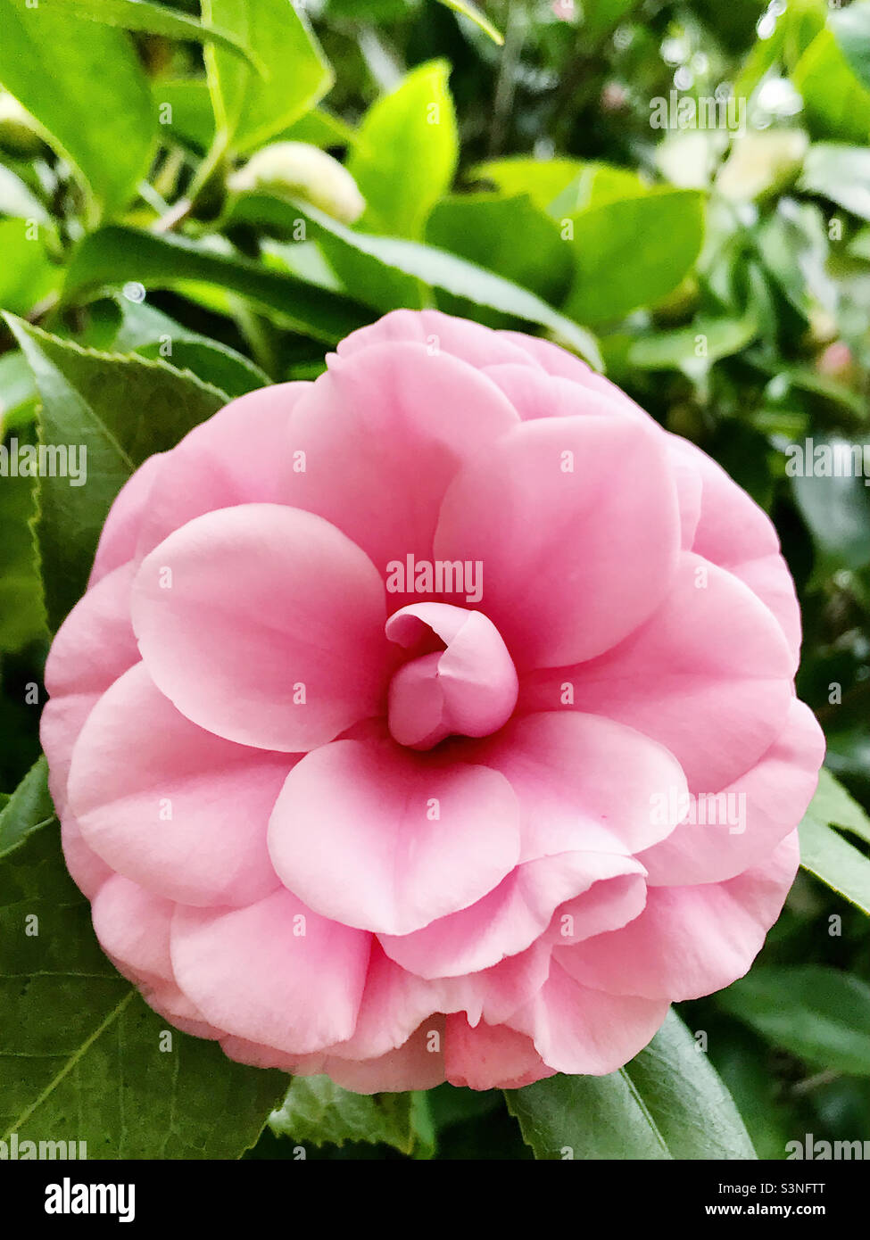 Japanese camellia pink perfection hi-res stock photography and images -  Alamy