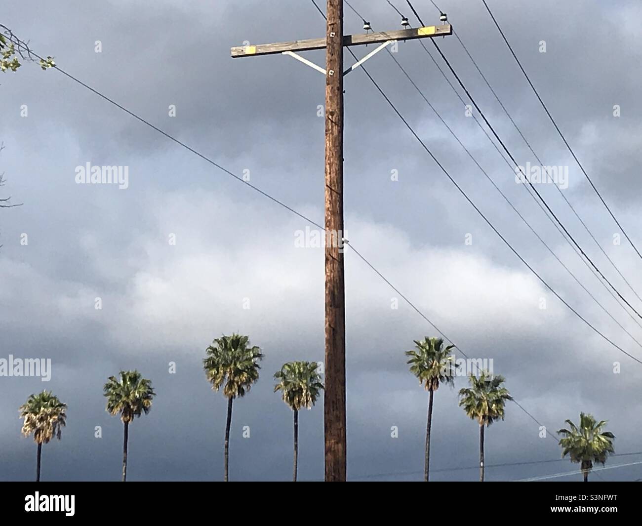 Palm trees in California with telephone wires Stock Photo Alamy