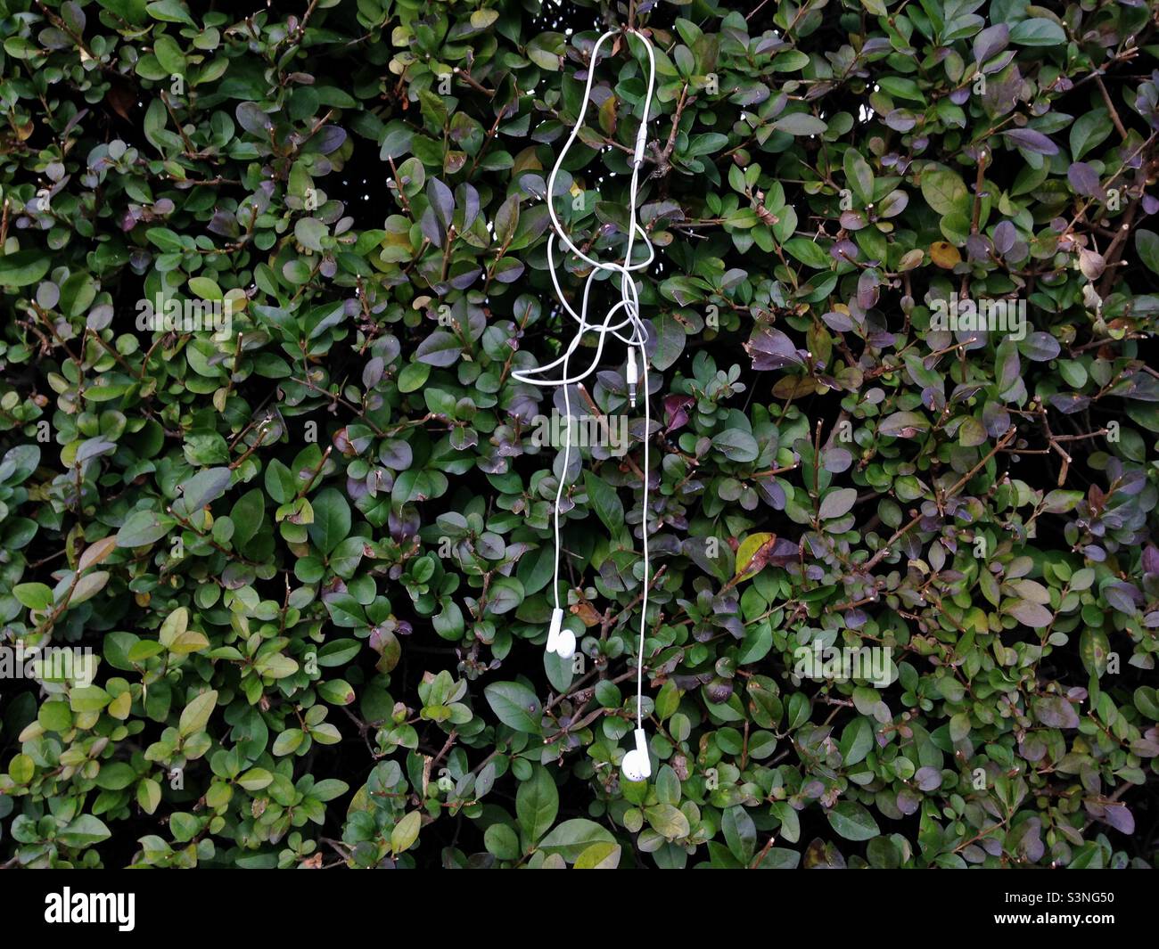 Earphones hanging in bush - Smartphone Captured Stock Image