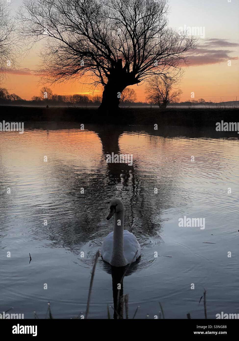 Swan at Sunrise Majestic River Ouse - Smartphone Captured Stock Image