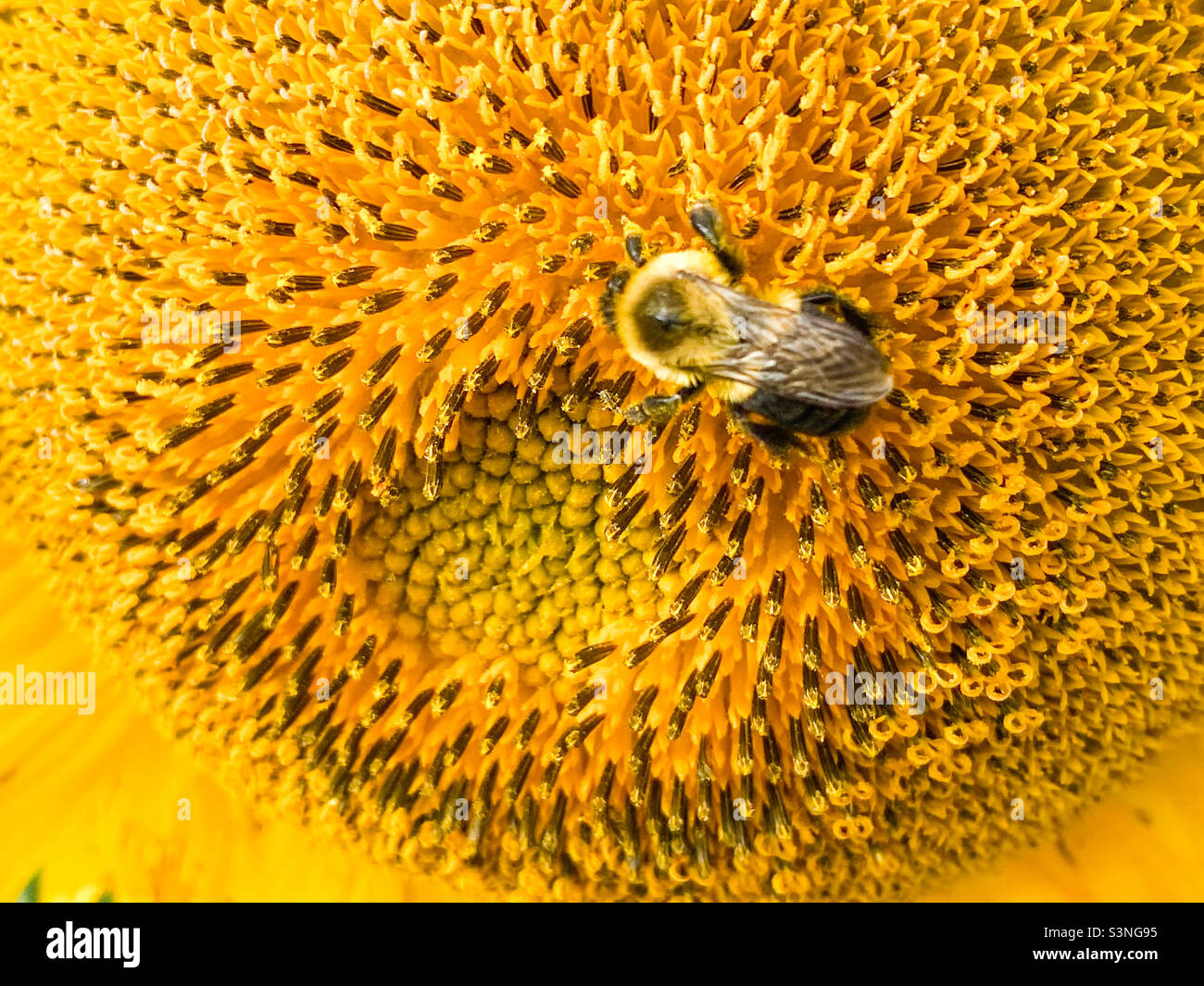 Bee close up on sunflower Stock Photo