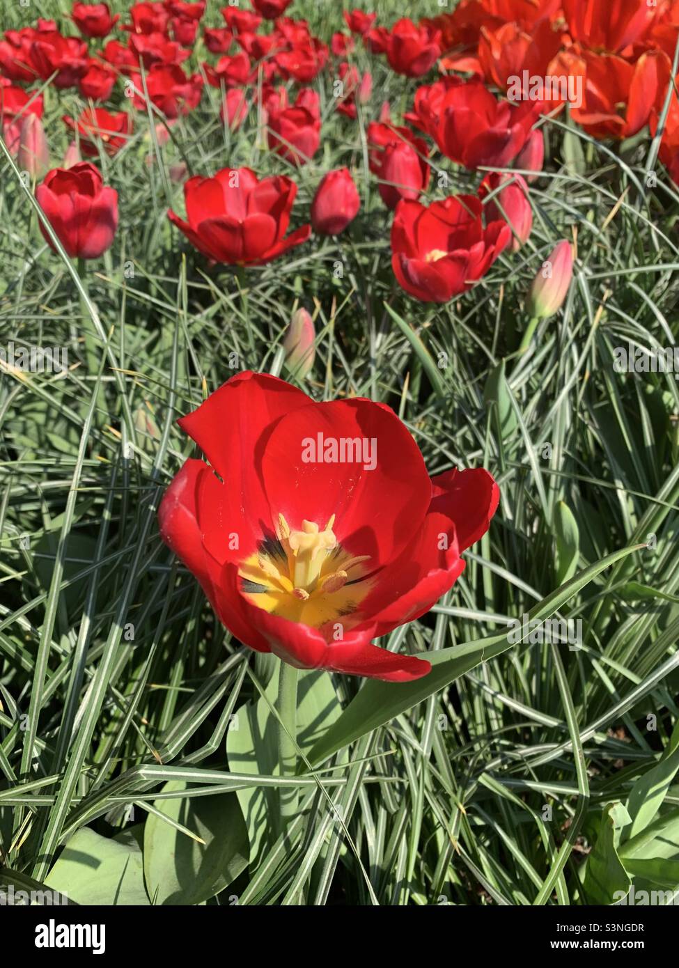 Blooming red crocus flowers during spring season in Amsterdam, Netherlands, Europe - Smartphone Captured Stock Image
