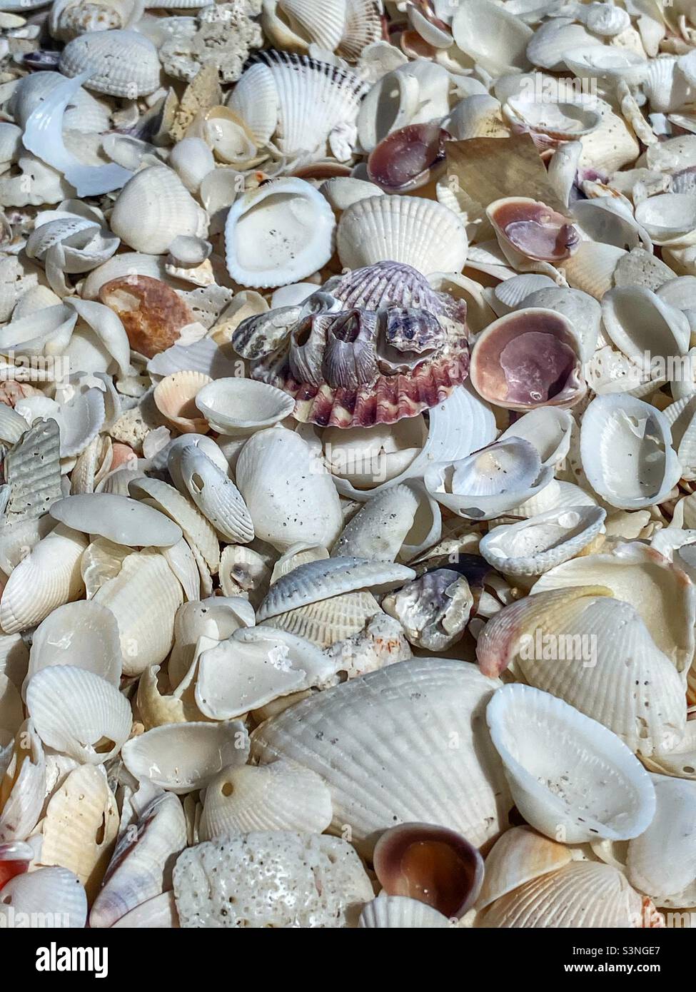 Seashells on Sanibel Island in Florida Stock Photo - Alamy