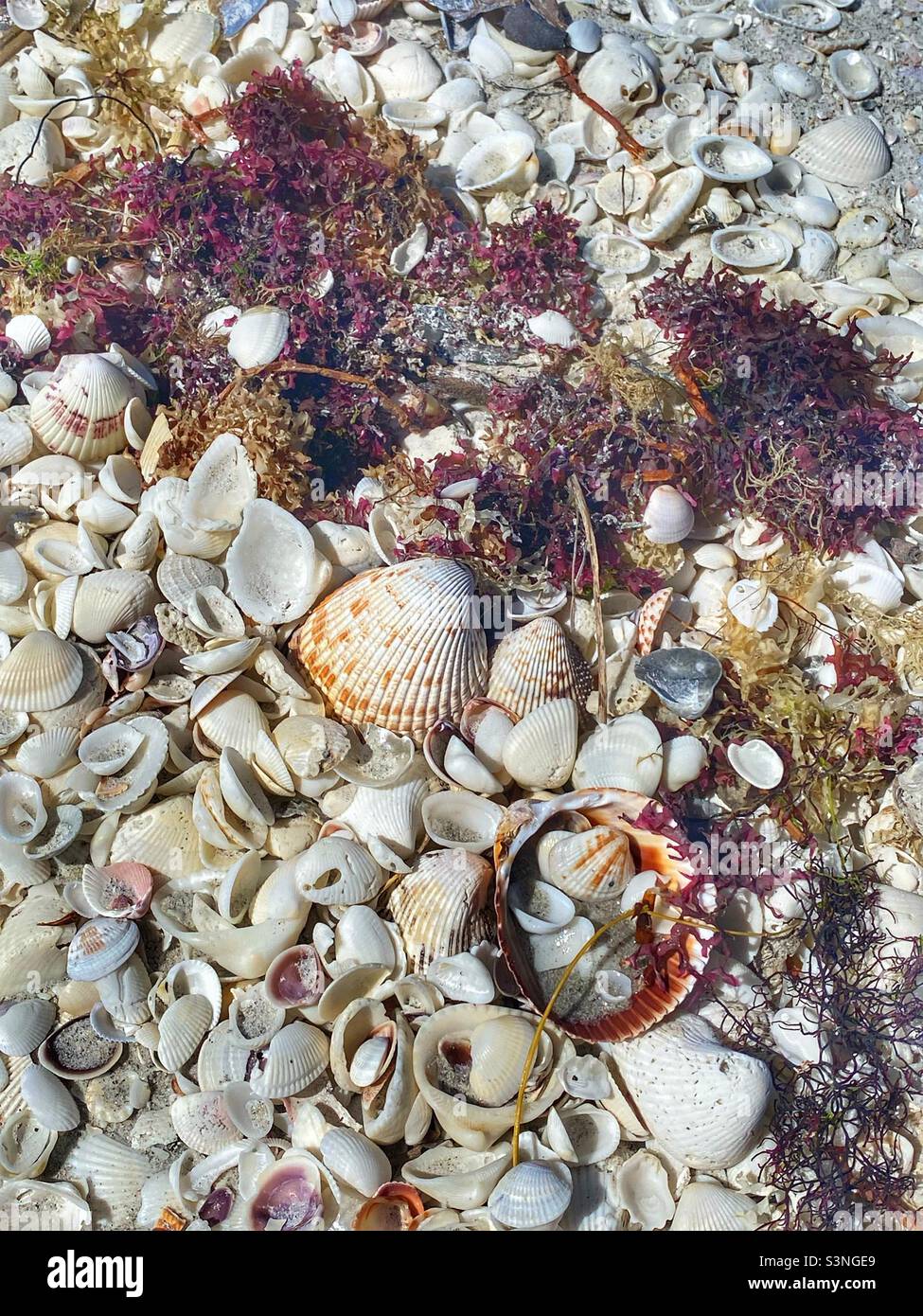 Shells and seaweed in Sanibel Island Florida Stock Photo Alamy
