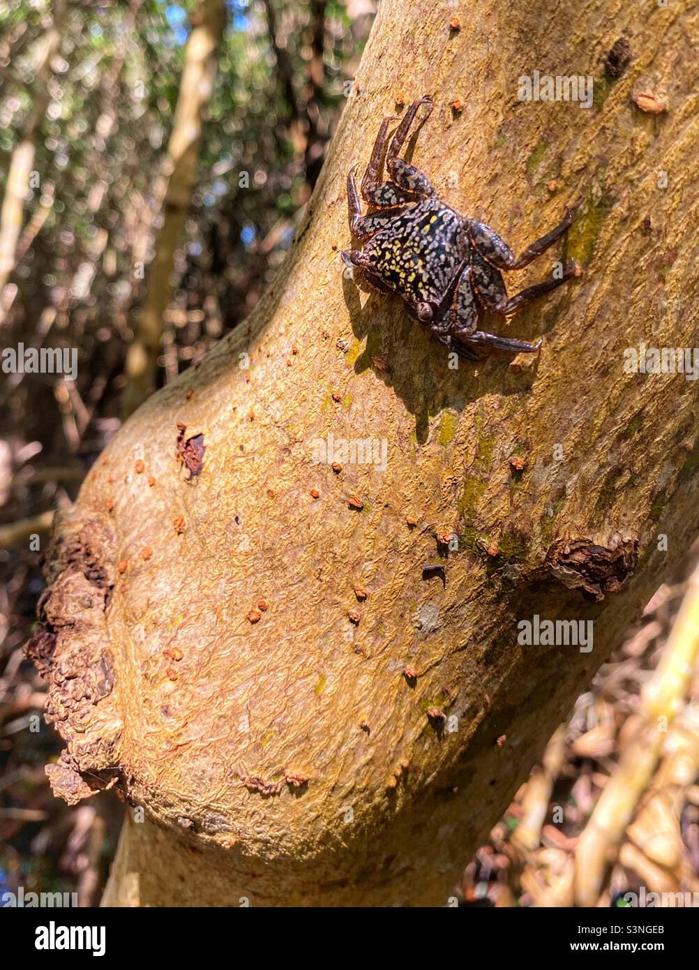 Small tree crab in the Ding Darling reserve in Sanibel Island Florida. Stock Photo