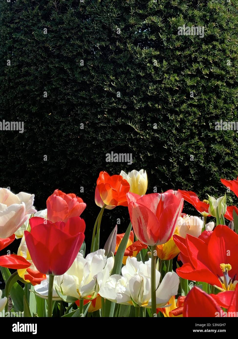 Blooming Tulip flowers during tulip season, Keukenhof, Amsterdam, Netherlands / Holland, Europe - Smartphone Captured Stock Image