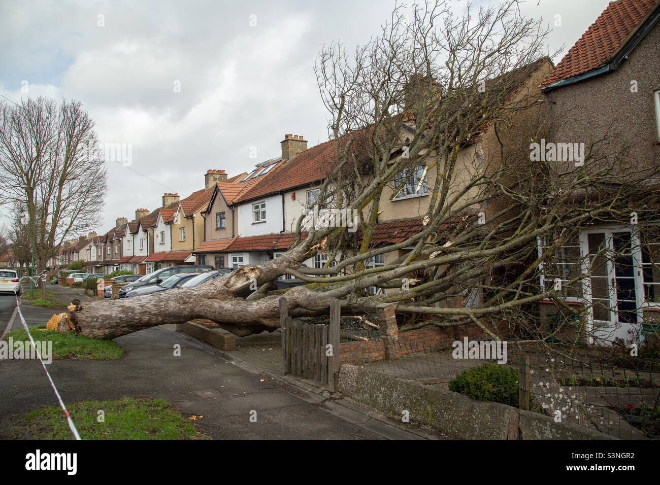 Tree blown over onto house during Storm Eunice. Sutton, South London