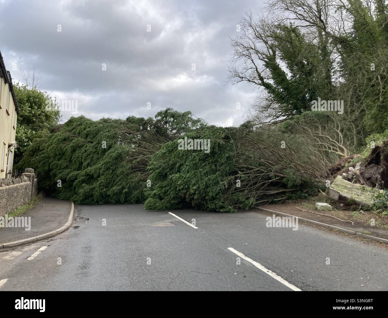 Storm Eunice - tree across A368, Bath road, Upper Langford, Somerset- road closed- storm damage - tree uprooted- 18 February 2022 - 13:25 - property damage Stock Photo