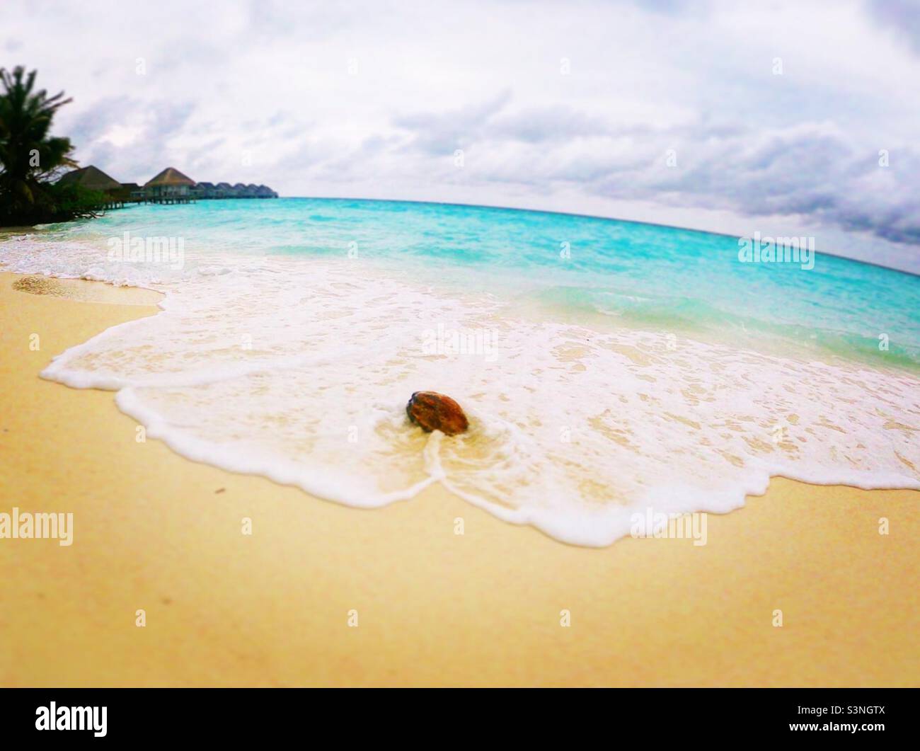 Coconut on the beach Stock Photo Alamy