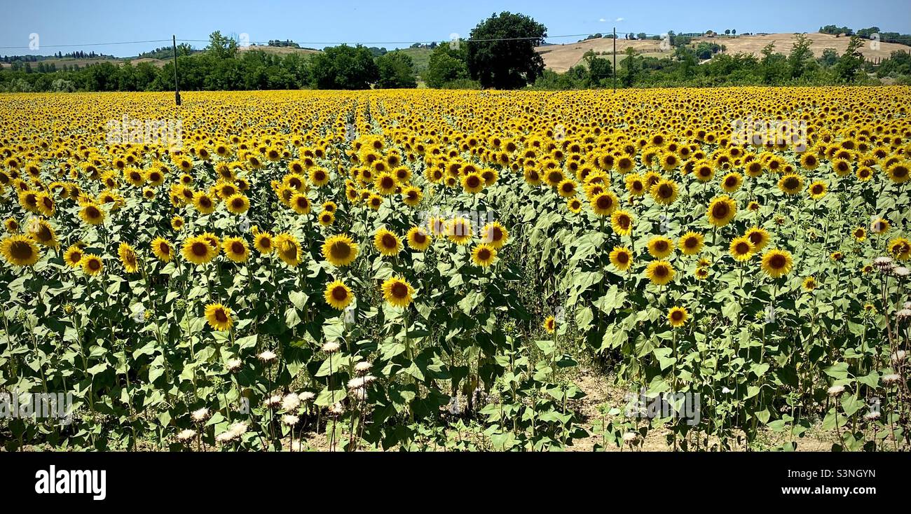 Field of sunflowers in Tuscany Stock Photo - Alamy