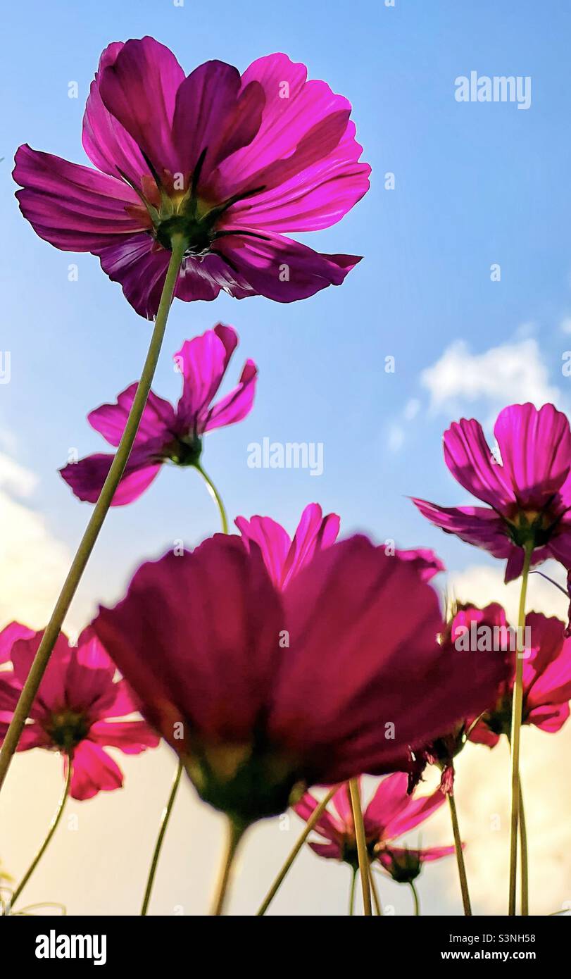 Bloom baby, bloom! Stock Photo Alamy