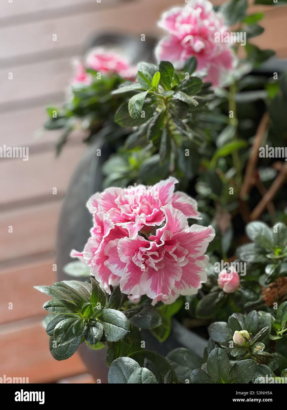 Bloom baby, bloom! Stock Photo Alamy