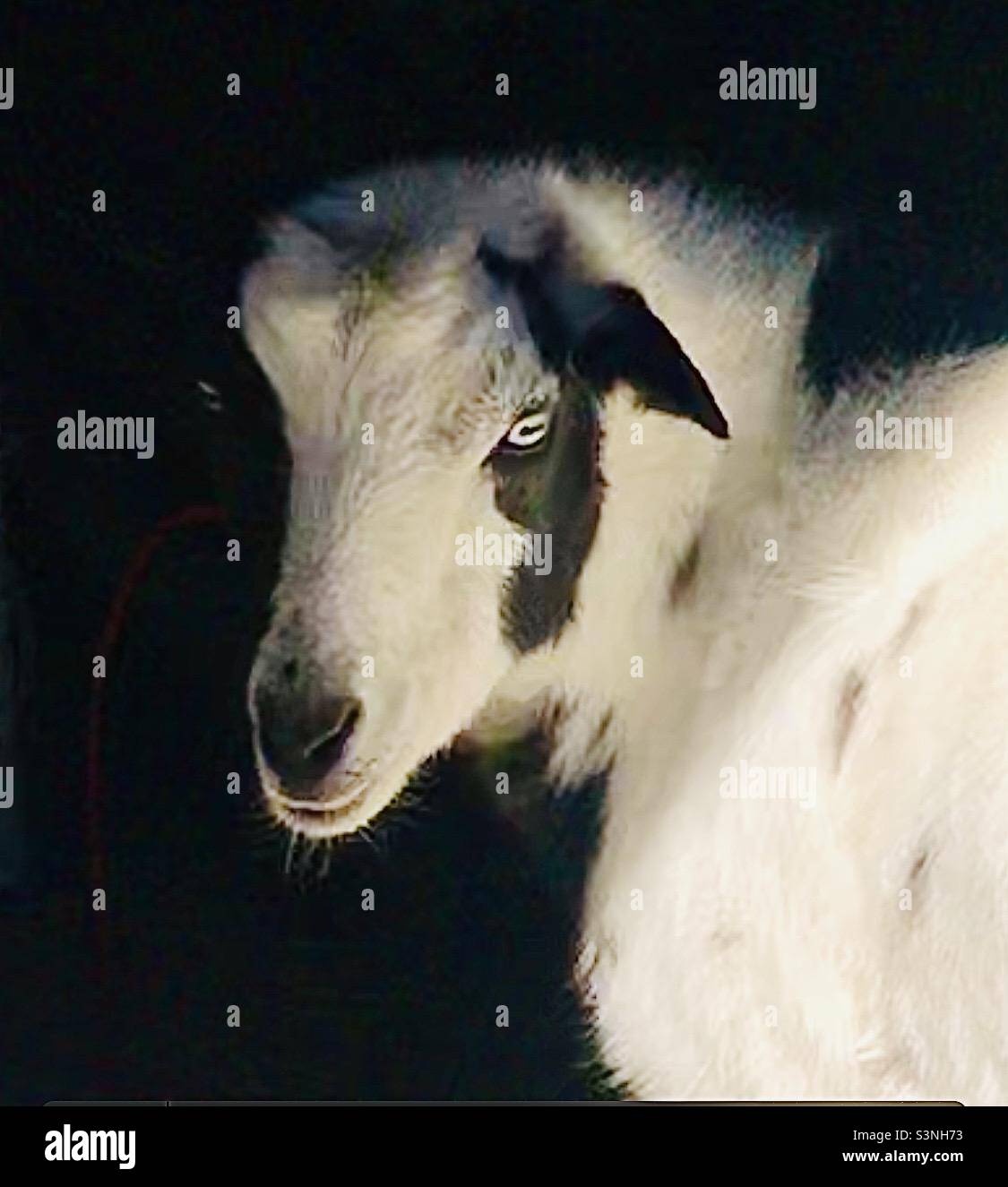Farm goat Stock Photo