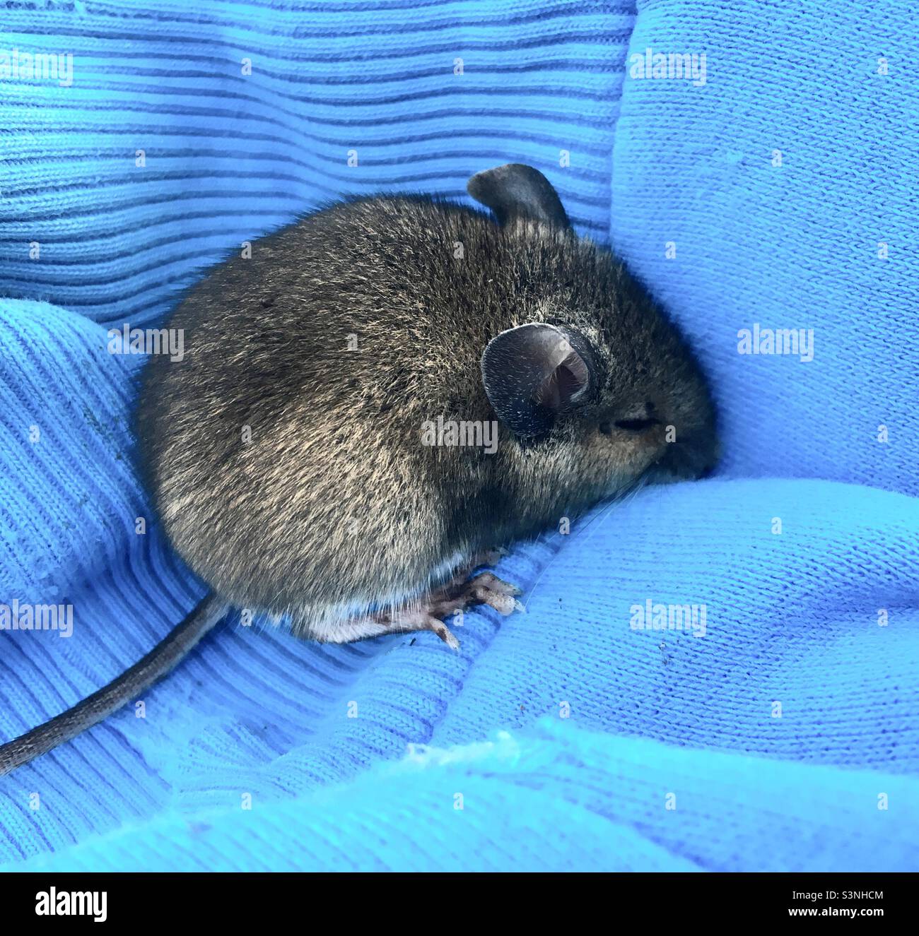 Sleeping Mouse Stock Photo