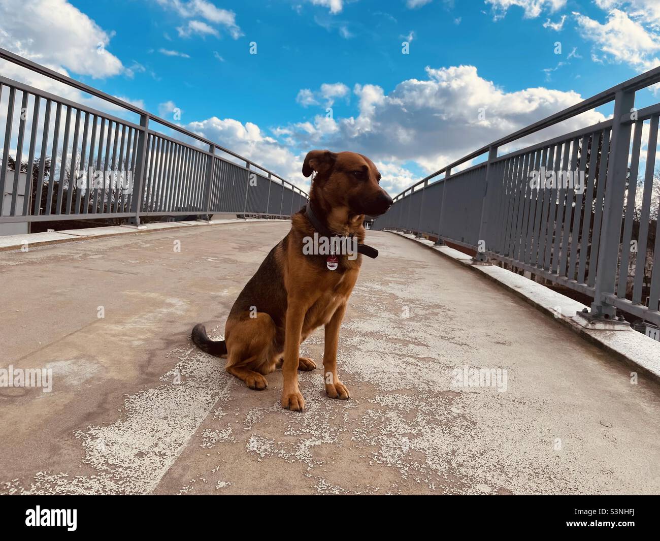 Dog on a bridge Stock Photo Alamy