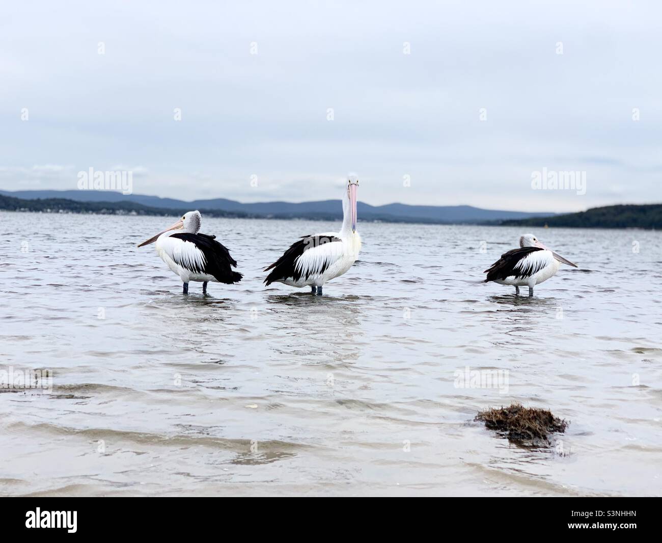 Australian Pelican Stock Photo