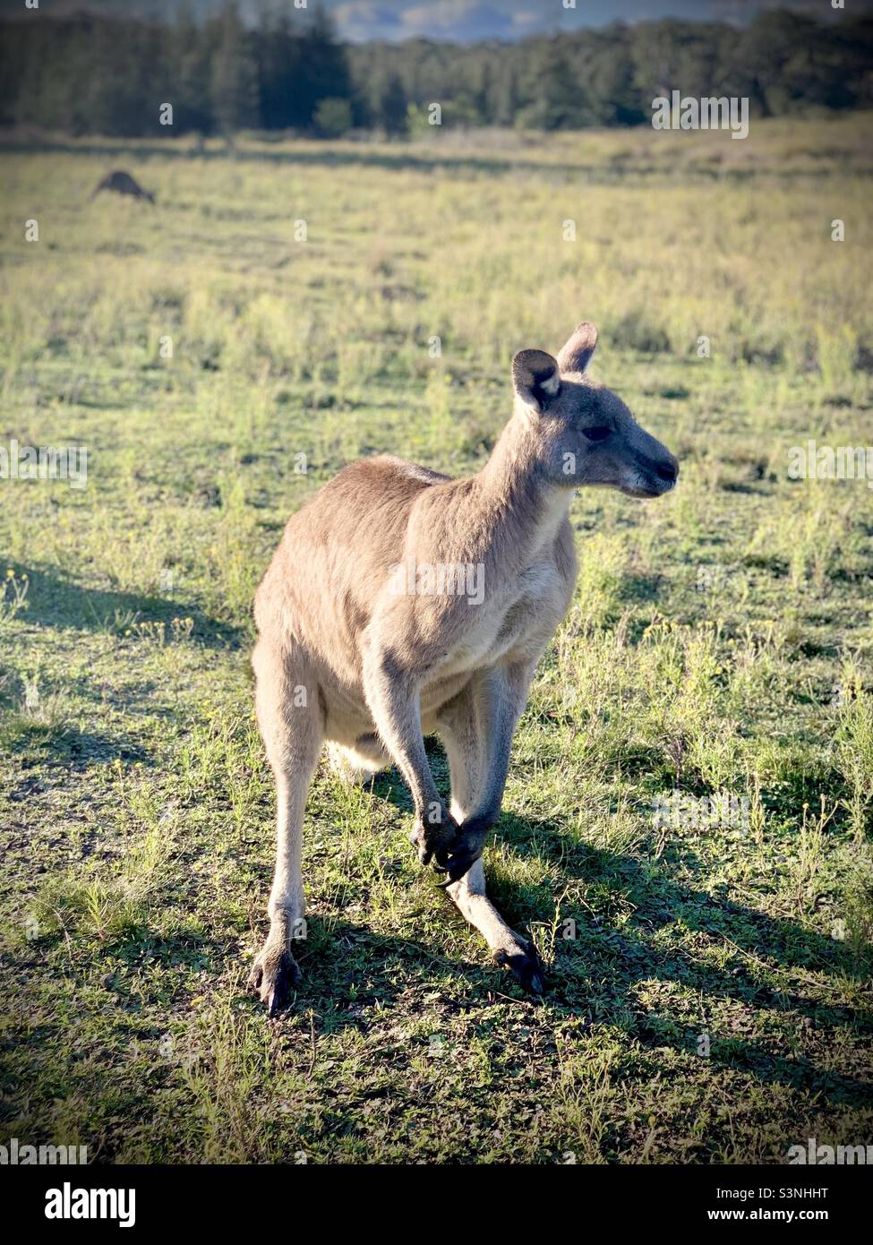 Hunter Valley Kangaroo Stock Photo