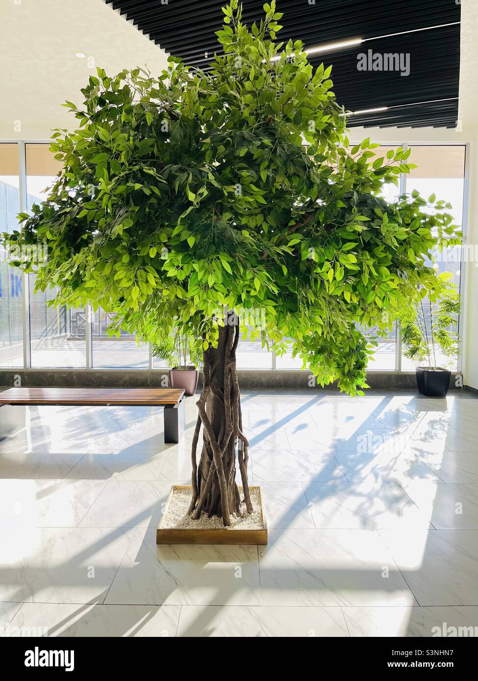 Beautiful tree hi-res stock photography and images - Alamy