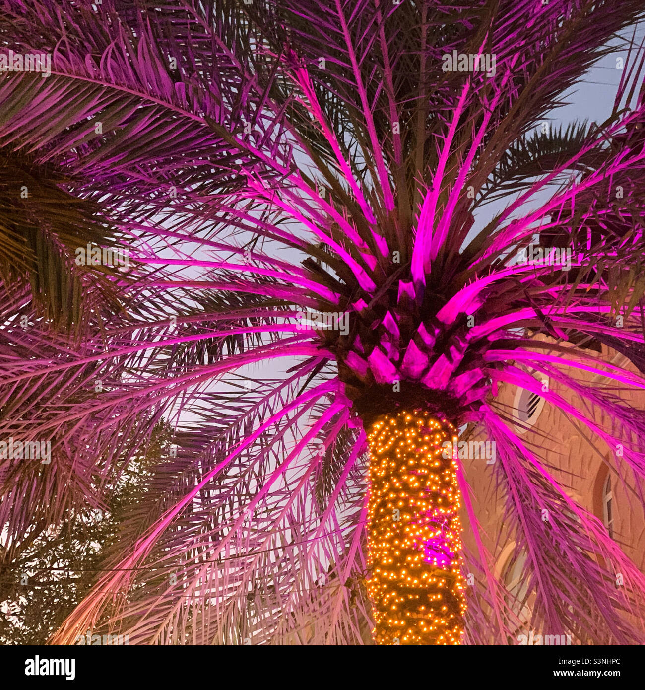 January, 2022, Palm tree, Espanola Way, South Beach, Miami Beach, Florida, United States, North America - Smartphone Captured Stock Image