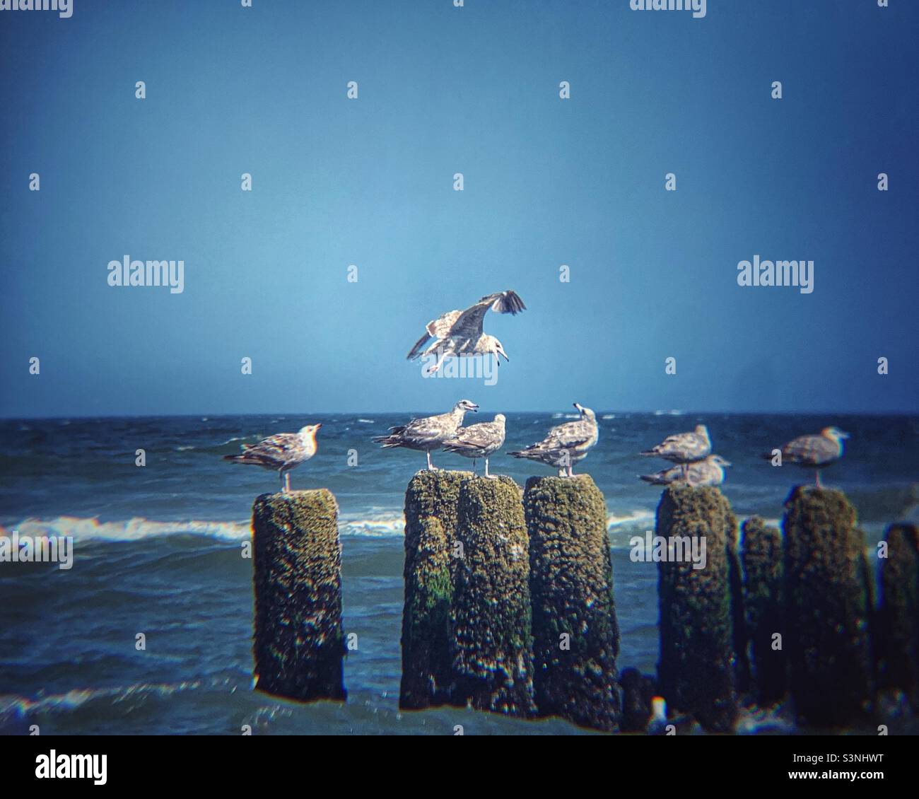 One flying seagull and seven resting seagulls Stock Photo