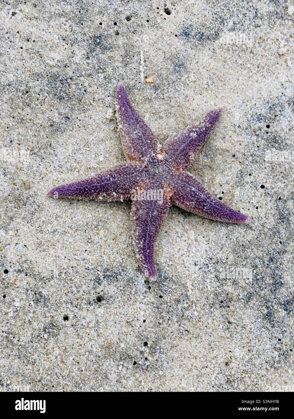 Starfish Seestern Northsea Nordsee Sylt Beach Strand Stock Photo