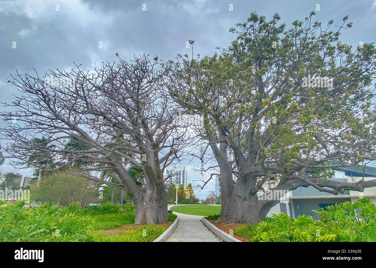 Huge Baobab trees in Hollywood Florida Stock Photo