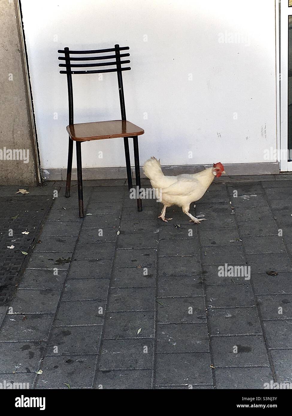 WHY DID THE CHICKEN CROSS THE ROAD ? OR why did the chicken walk in front of the chair ? Stock Photo