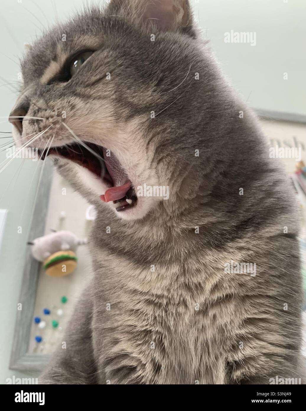 Cat in shock Stock Photo Alamy